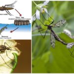 Mosquito opdræt cyklus