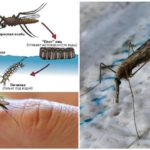 Avl cyklus af Anopheles myggen