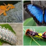 Dalcerida y su oruga a la izquierda, morfo azul y su larva a la derecha.