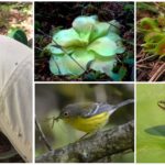 Predator biljke, ptice i žabe koji jedu komarce