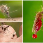 Blodtype og myg
