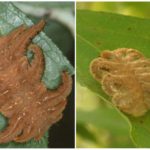 Monkey caterpillar