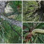 Caterpillars på fyrretræ