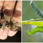 Crested Caterpillars