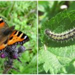 Urticaria caterpillar