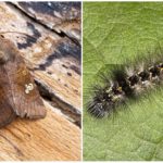 Cucharadas de mariposa y oruga