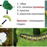 Κύκλος ανάπτυξης κύπελλων πεταλούδας