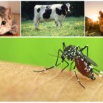 Životinje ujeda komaraca