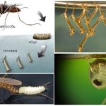 Ciclo de reprodução de mosquitos