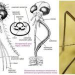 Struktura glave komaraca
