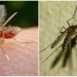 Komarac i komarac