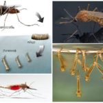 Criação de mosquitos