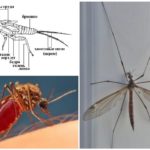 Anatomija komaraca