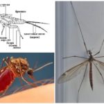 Mosquito anatomie