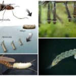 Mosquito life cycle