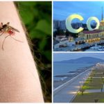 Mosquitos En Sochi