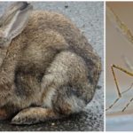Kaniner og myg