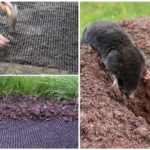 Mole netting in the garden