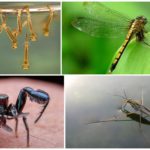 Insekter, der spiser myg og deres larver