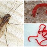 Larver af den fælles myg (blodorm)