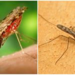 Moustique du paludisme