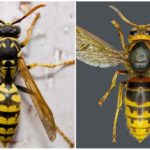 Wasp og Hornet