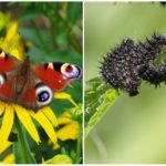 Butterfly påfugl øje og dens caterpillar