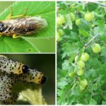 Sawfly sur la groseille à maquereau