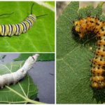 Caterpillar feed