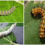 Pogon Caterpillar