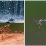 Flygende myg i regnen