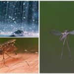 Flying mosquito in the rain