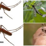 Ženski i muški komarci