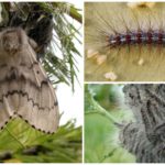 Gypsy Moth