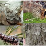 Caterpillar i leptir sibirske svilene bube