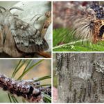 Oruga y mariposa del gusano de seda siberiano