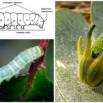 Struktura Caterpillar