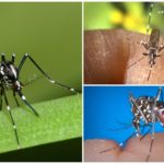 Repræsentanter for arten Aedes (kusaki)