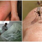Dengue og Chikungunya for mygg