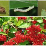 Planten van Viburnum