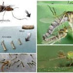 Myggen livscyklus