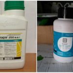 Gulerod Fly Chemicals