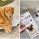 Tablets from ticks for dogs Bravekto