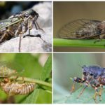 Mountain cicada