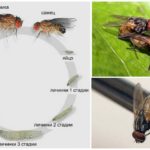 Životni ciklus zajedničke muhe