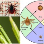 Ciclo de desarrollo de garrapatas