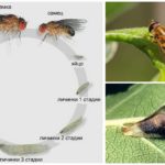 Livscyklussen for fly-sirfidy