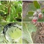 Caterpillars on the apple tree