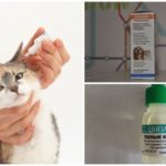 Dråper for katter med otodektoze