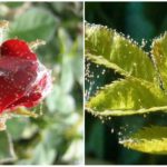 Spiderweed planter